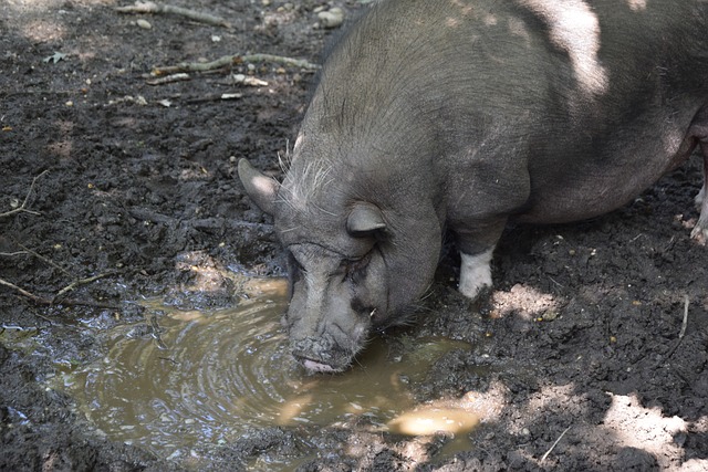 多忠实粉丝 多忠实粉丝